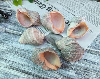 Natural Sea Snail Shells (6pcs.), for Crafts, Coastal Decor or Aquarium