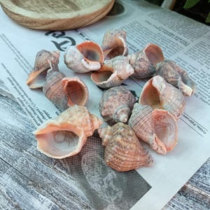 12 natürliche Seeschneckenmuscheln, Rapana-Muschel, schwarze Meeresmuscheln, Strandschätze, Küstendekoration, Geschenk am Meer, Strand-Bastelbedarf zum Selbermachen