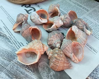 12 Natural Sea Rapana Snail Shells, Beach Treasures, Coastal Decor, Craft Supplies for DIY