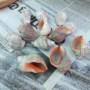 Natürliche Seeschneckenmuscheln, 12 schwarze Meeresmuscheln, Rapana-Muschel, Strand-Bastelbedarf, Strandschätze, Küstendekor