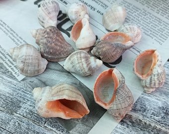 Conchas de caracol marino (12 piezas), auténticos materiales para manualidades playeras y decoración costera.