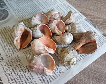 Conchas marinas naturales, juego de 12, pequeños artículos para manualidades