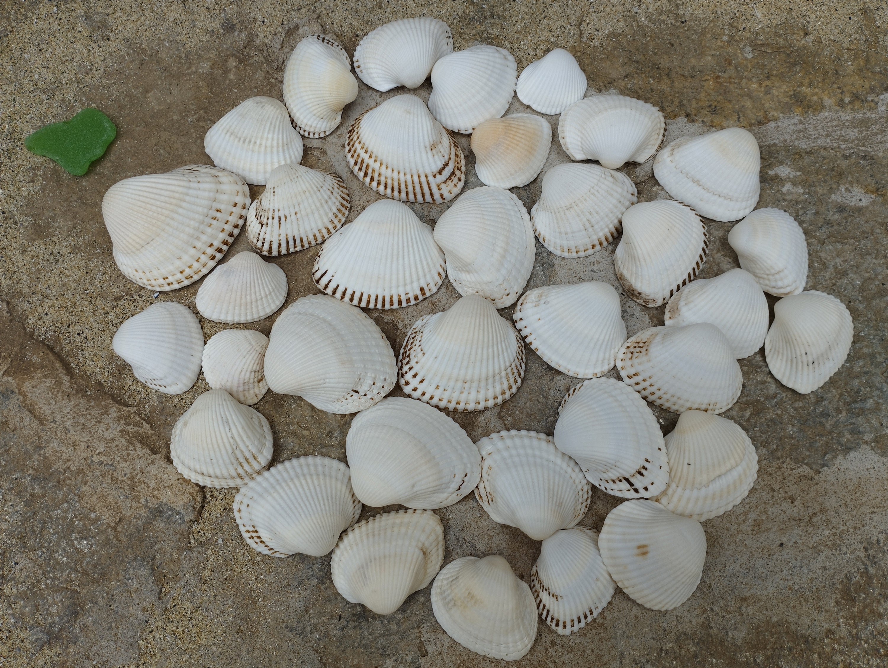 SEAJIAYI 35 Pcs Sea Shells Beach Small White Scallop Shells Seashells White Seashells for Home Decoration, DIY Crafts, Fish Tank and Vase Filler