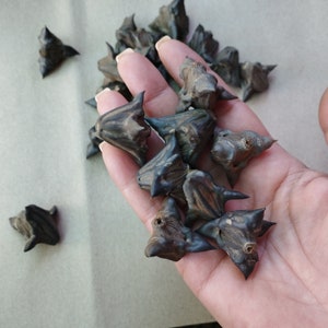 May include: A hand holding a pile of brown and black water chestnuts. The water chestnuts have a spiky, star-shaped appearance.