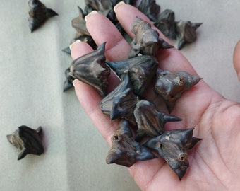 Natural Water Devil Pods - Gothic Decor, Craft Amulets - Set of 24