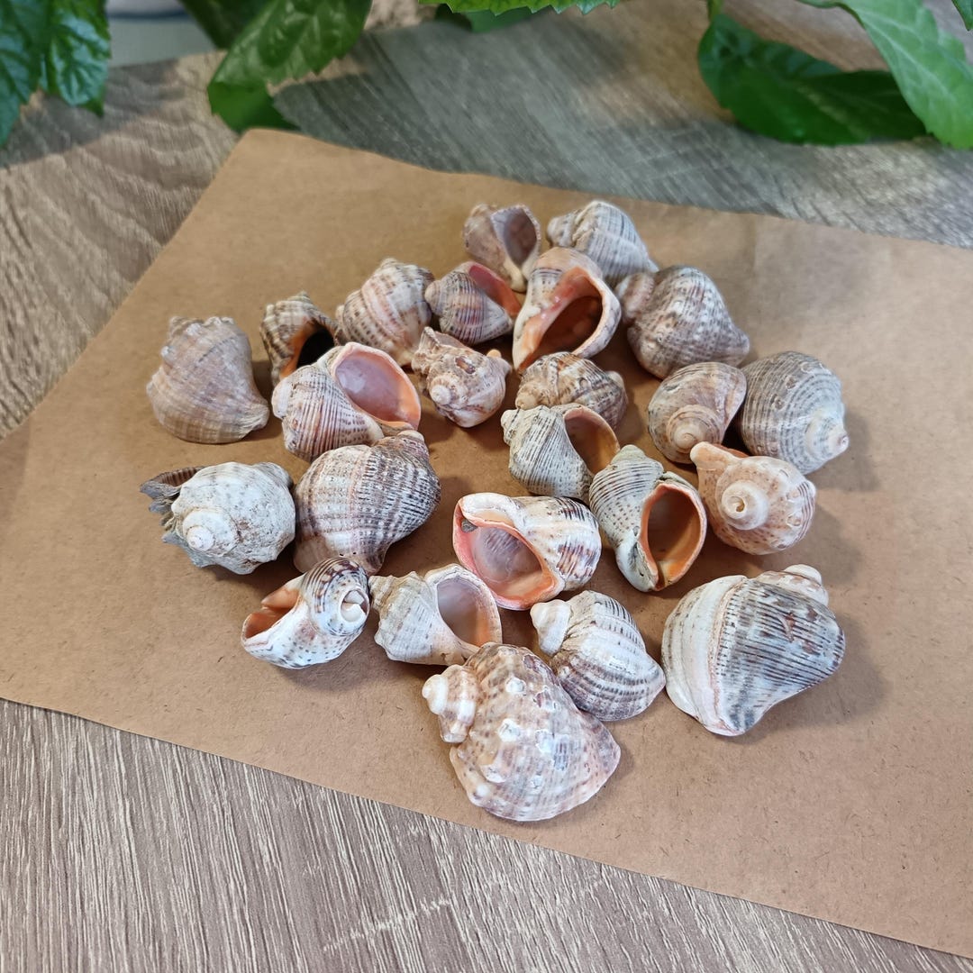 Sea Shell Set Natural Sea Shells, Set of 24, Small Craft Supplies - Etsy