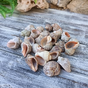 Può includere: Una collezione di conchiglie di varie dimensioni e trame. I gusci mostrano un mix di tonalità beige, marrone e arancione, con motivi intricati. Sono disposti su una superficie di legno grigio e invecchiato.