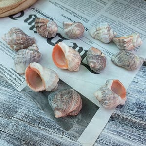 Natürliche Seeschneckenmuscheln, 12 schwarze Meeresmuscheln, Rapana-Muschel, Strand-Bastelbedarf, Strandschätze, Küstendekor