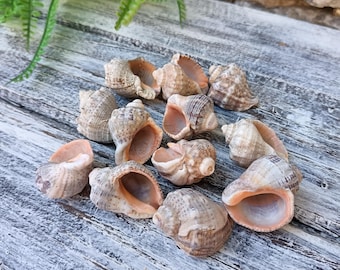 Conjunto de 12 Mini Conchas Naturais de Rapana para Decoração Artesanal Costeira do Mar Negro