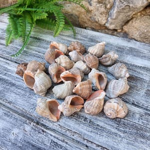 May include: A collection of various seashells in shades of tan, beige, and brown, with visible spiral patterns and open interiors. The shells are arranged on a weathered, gray wooden surface, suggesting a beach or coastal theme.