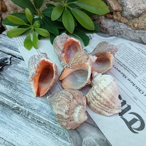 Natural Sea Shells, Set of 6 Real Conch Shells for Crafts, Home Decor and Aquarium, Sea Snail Shells, Sea Rapana Shells, Beach Treasures