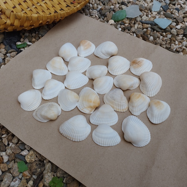 25 pcs. Natural white clam shells, Beach treasures, Aquarium decoration, Craft materials, Wedding decoration, Nautical home decor