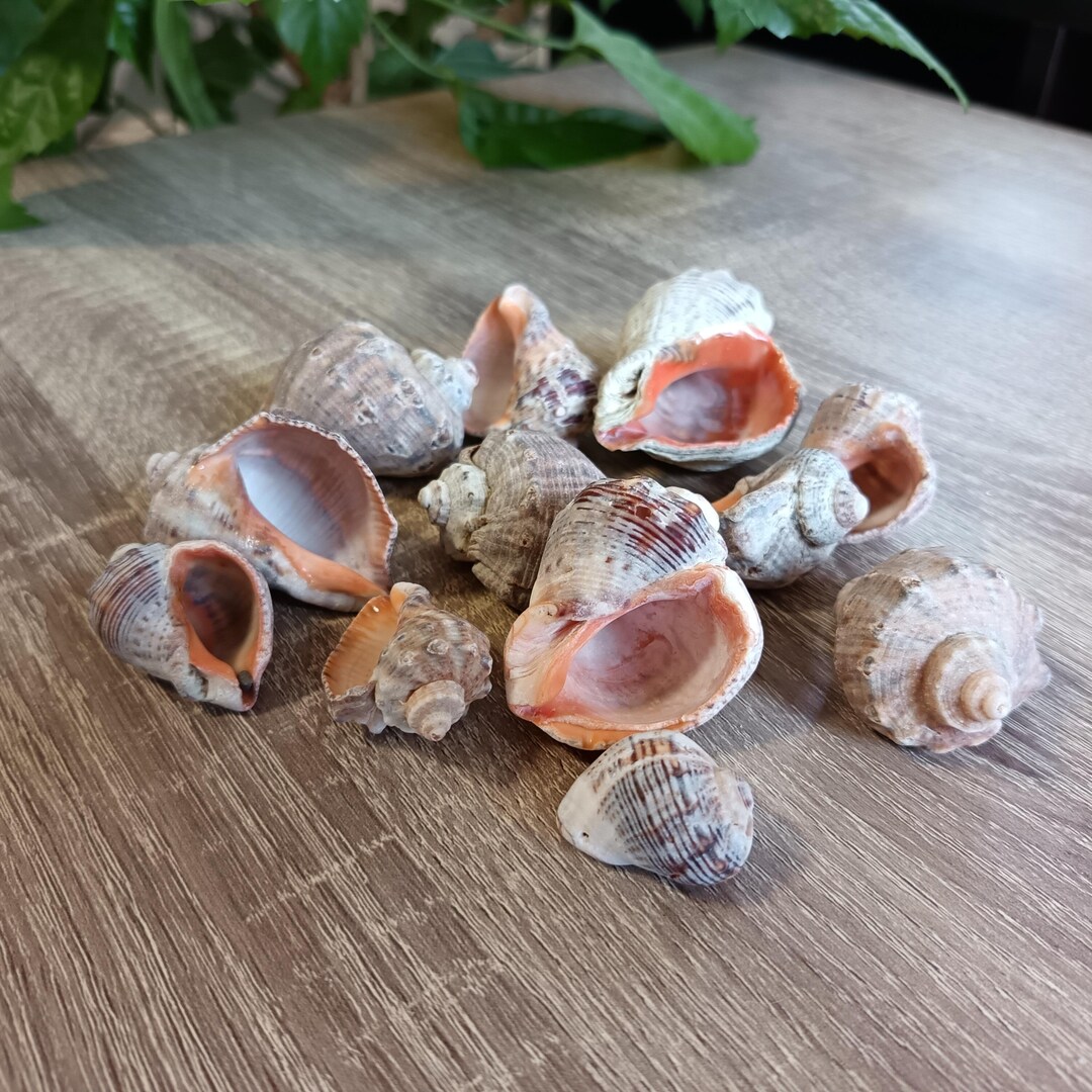 Natural Mixed Sea Shells, Set of 12, Craft Materials - Etsy