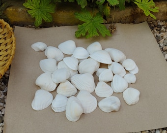 Conchiglie bianche naturali (set da 35): decorazioni per matrimoni e lavori artigianali in stile costiero