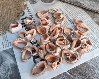 Assorted Natural Seashells With Holes DIY Coastal Wind Chime Kit
