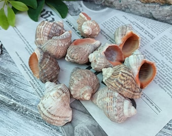 Natural Sea Snail Shells: Black Sea Coastal Decor, DIY Craft Supplies (12 pcs)