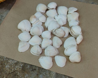 White Seashells for Crafts (Set of 35): Natural Coastal Wedding Decor, Aquarium