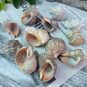 Natürliche Seeschneckenmuscheln, 12 Rapana-Muscheln, schwarze Meeresmuscheln, Strand-Bastelbedarf für DIY, Meeresgeschenk, Strandschätze, Küstendekor