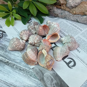 Natürliche Seeschneckenmuscheln, 12 Rapana-Muscheln, schwarze Meeresmuscheln, Strand-Bastelbedarf für DIY, Strandschätze, Meeresgeschenk, Küstendekor