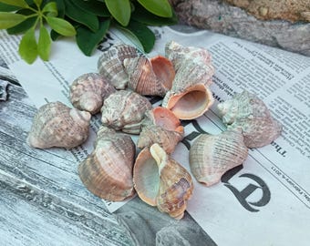Black Sea Snail Shells: Natural Beach Decor, DIY Craft Supplies - Set of 12