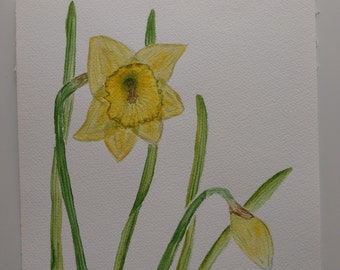 Spring Daffodils Original Watercolour Unmounted 9x12