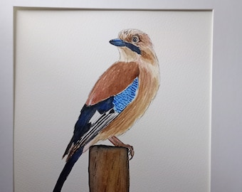 Jay  Original Watercolour Mounted 10x12