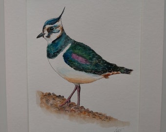 Lapwing Original Watercolour Mounted 10x12