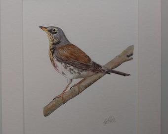 Fieldfare Original Aquarell montiert 10x12