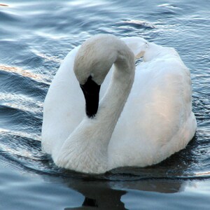 Swan TV Art Digital Download