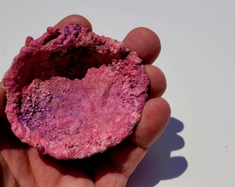 Porte-coquilles de corail Frag - Champignons, LPS, Zoas, SPS