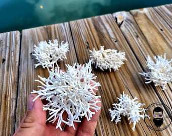 Paquet de 5 pièces décoratives de corail ramifié séché Corail