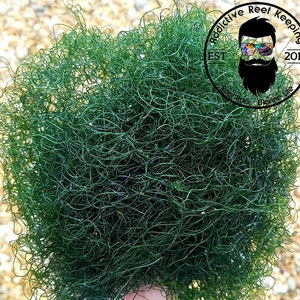 May include: A dense, spherical mass of vibrant green aquatic plants. The image features a close-up view of the plant, showcasing its intricate, thread-like structure. The background is a light-colored, textured surface. A circular logo with text is visible.