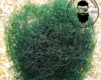 1/4 CUP Chaetomorpha Macro Algae Chaeto Nutrient Export FREE SHIPPING !!!