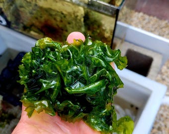 Sea Lettuce Ulva Macro Algae 1/2 cup
