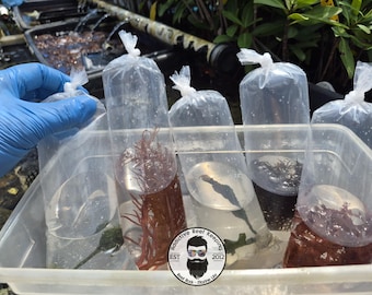 Mystery 5 Pack Macro Algae – For Refugium or Display