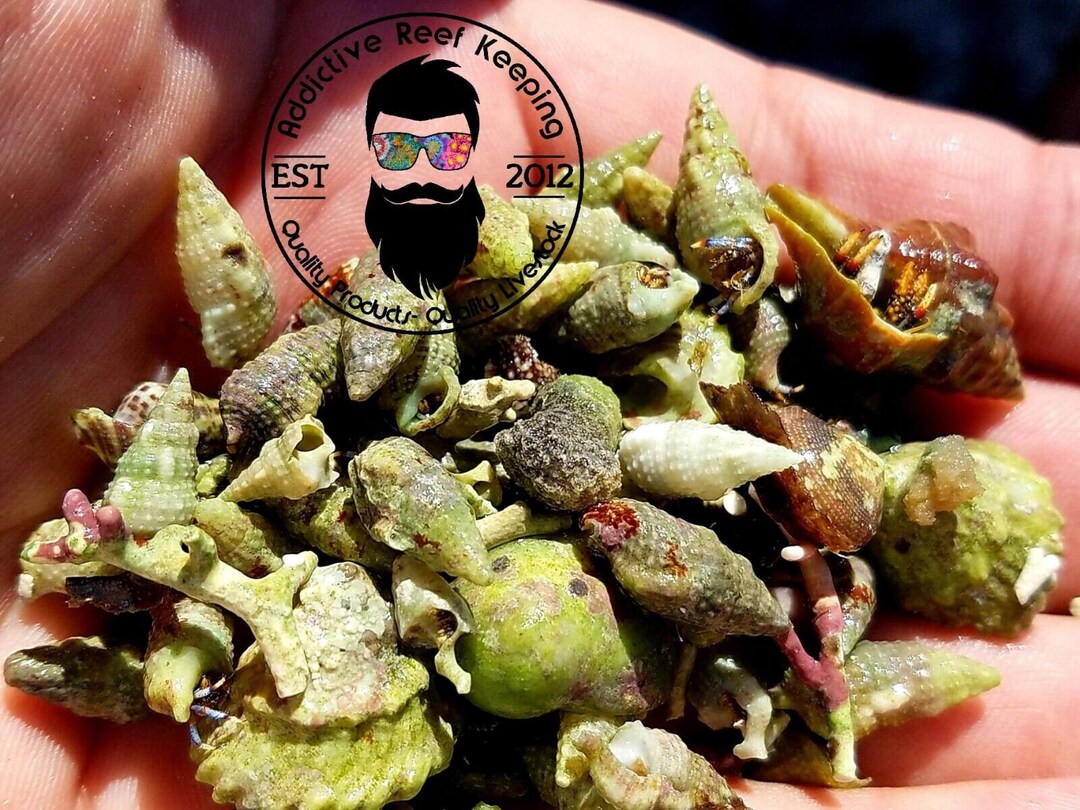 100 Blue Leg Hermit Crabs Algae Eater, Clean up Crew Crab Etsy