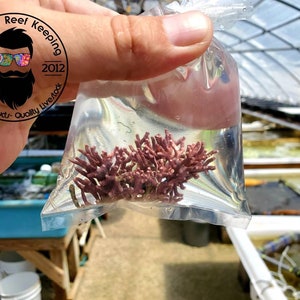 May include: A small, reddish-purple coral specimen is contained within a clear plastic bag filled with water. The bag is held in front of a blurred background of a greenhouse. The image includes a logo that reads "Addictive Reef Keeping" with the text "Quality Products - Quality Livestock".