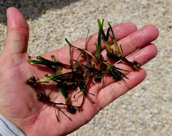 Paquet de 5 graines germées d'herbe à tortue, plantes marines macro-marines
