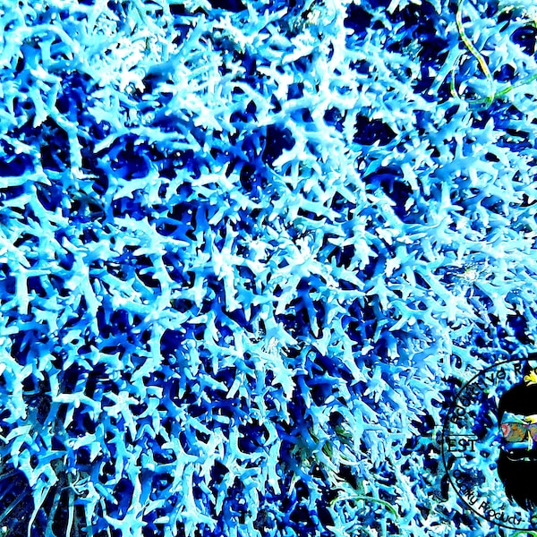 1 cup Blue Hypnea (Hypnea pannosa) Macro Algae Marine Saltwater Plant