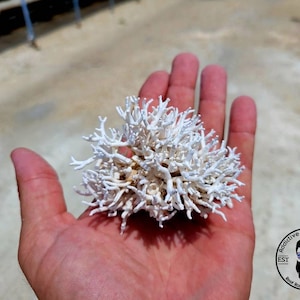 Dried Branching Coral Decorative Pieces Coralline