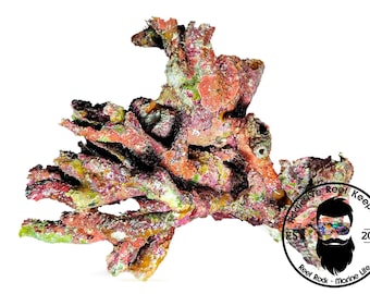 Australian LIVE Reef Rock- PICK WEIGHT