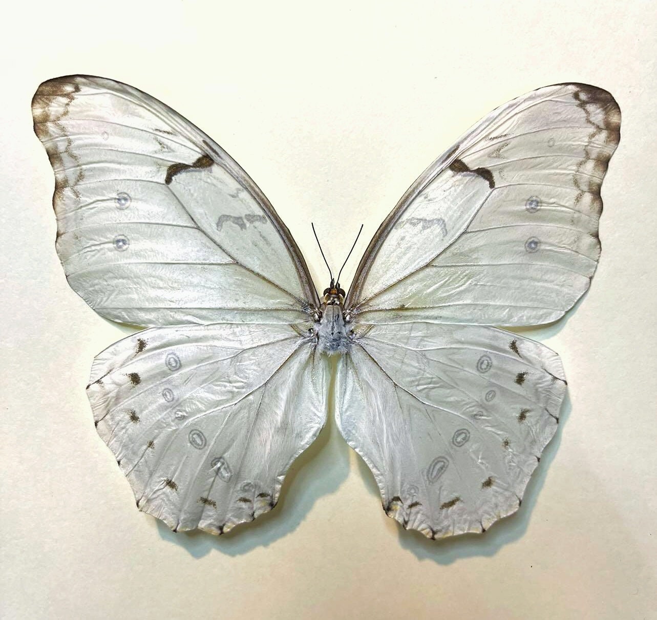 Morpho Polyphemus ONE Real Butterfly White Guatemala -  Israel