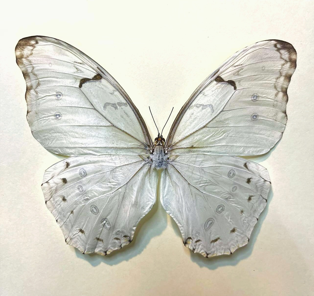 Ghost Morpho (morpho Polyphemus) - Etsy