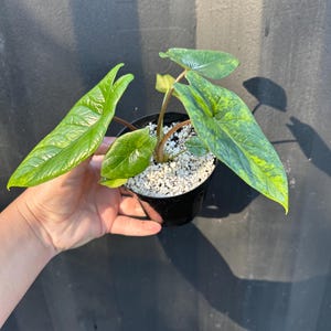 Alocasia abigarrada Scalprum