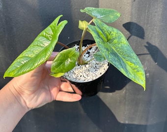 希少 アロカシア ブラックサタン スターダスト 斑入りアロカシア ブラックサトゥーン スターダスト - 希少な組織培養