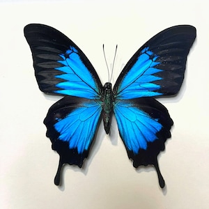 アオアゲハ、ユリシーズ蝶、Papilio telegonus、 - Etsy 日本