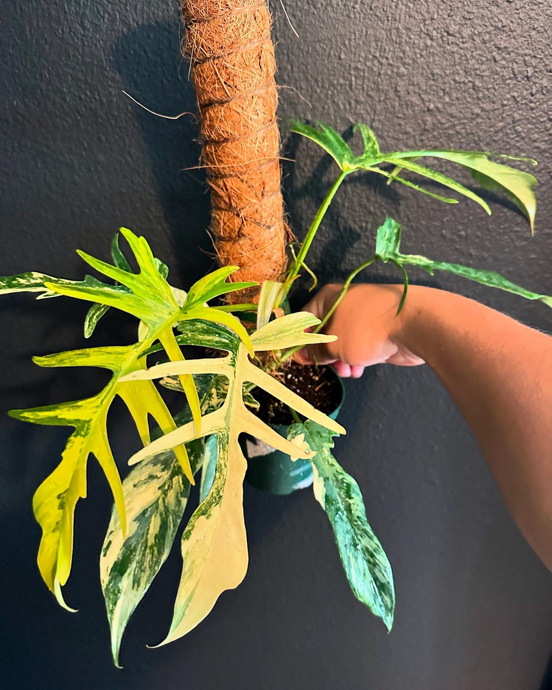 philodendron-florida-beauty-x-tortum-variegated-rare-etsy