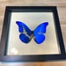 RARE Morpho Rhetenor Helena - Etsy
