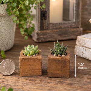 May include: Two small square wooden planters containing green succulents, each measuring approximately 1.5 inches in height. A US quarter coin is placed next to the planters for scale, showing the compact size of the wooden containers.