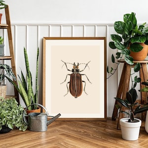 Vintage beetle wall print, Bug printable art, Botanical wall art, Beetles prints, Insect wall decor, Vintage beetle, Retro illustration